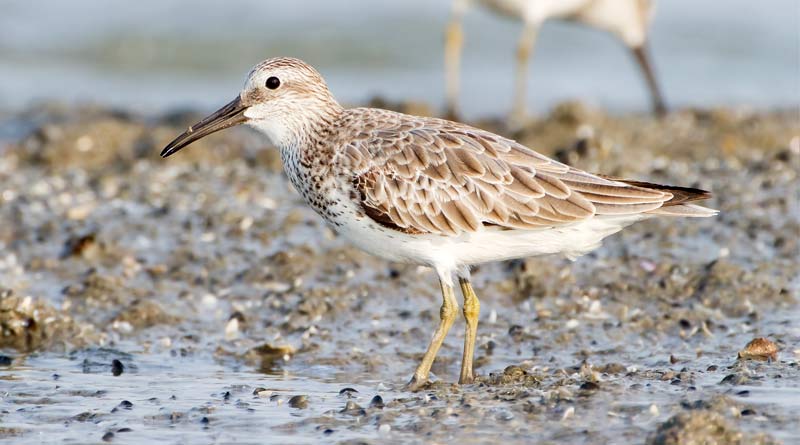 Great knot birds takes shelter in Bengal ।Sangbad Pratidin