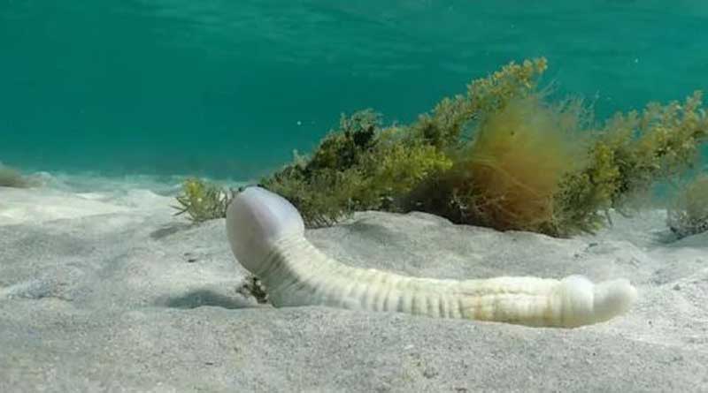 Diver spots fish looks like male genital part, photos go viral on internet | Sangbad Pratidin