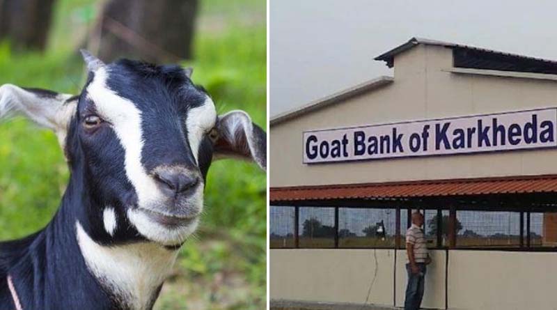 Take a goat, return 4 lambs: Farmer starts Goat Bank in Maharashtra's Akola | Sangbad Pratidin