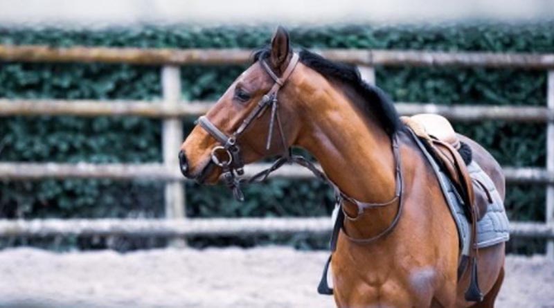 Maharashtra Govt Employee Seeks Permission to Reach Work on a Horse | Sangbad Pratidin
