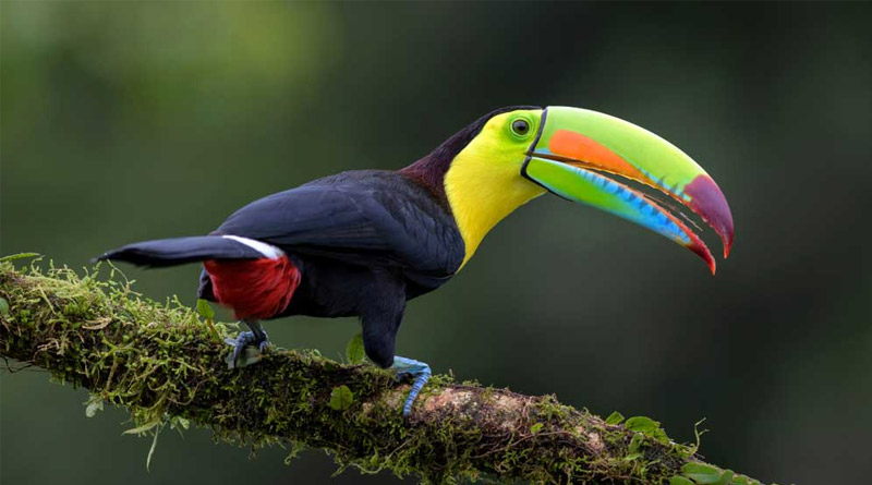 Bangladesh link in Keel-billed toucan theft from Alipur zoo | Sangbad Pratidin