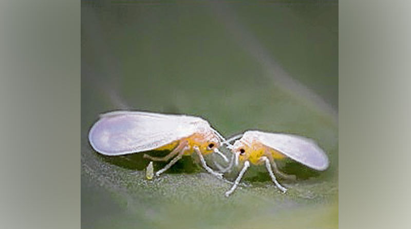 What is the science behind the strength of white flies, new theory unveiled |Sangbad Pratidin