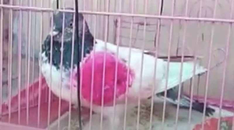 FIR has been lodged in Punjab against a pigeon after caught near the border with Pakistan । Sangbad Pratidin