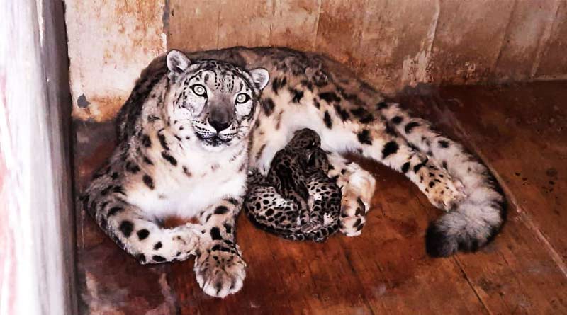 Snow Leopard gave birth to 3 cubs in West Bengal's Darjeeling | Sangbad Pratidin