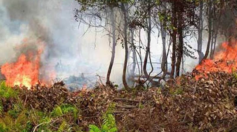 Wild fire at mangrove forest in Bangladesh since two days | Sangbad Pratidin