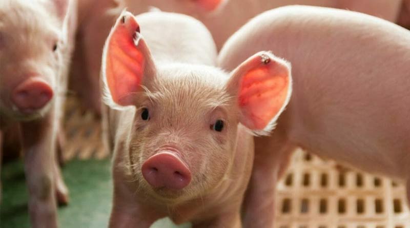 African Swine Fever alert in Alipurduar ।Sangbad Pratidin