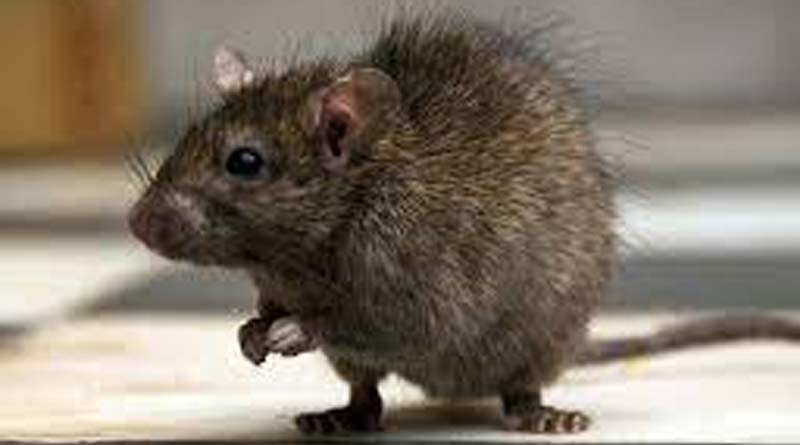 Rats nibble away parts of baby's foot In Madhya Pradesh Govt run Hospital| Sangbad Pratidin