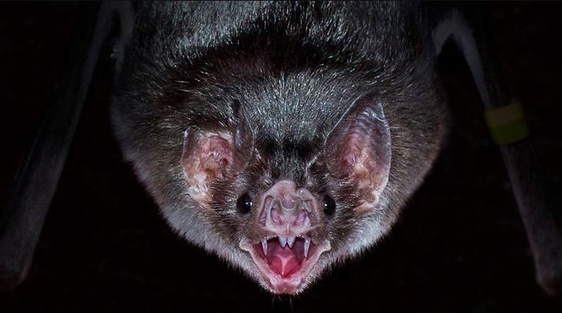 New coronaviruses found in bats amid renewed calls to probe Covid-19 origins | Sangbad Pratidin