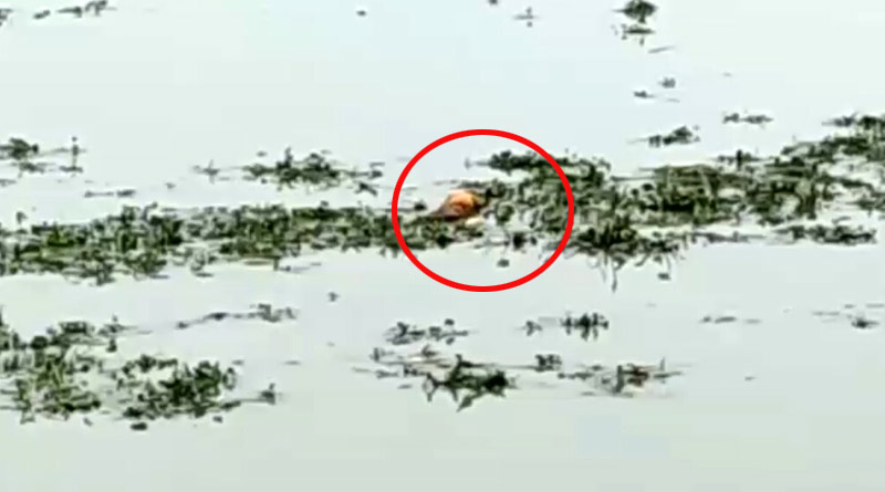 Another decomposed body recovered from river at Maldah ।Sangbad Pratidin