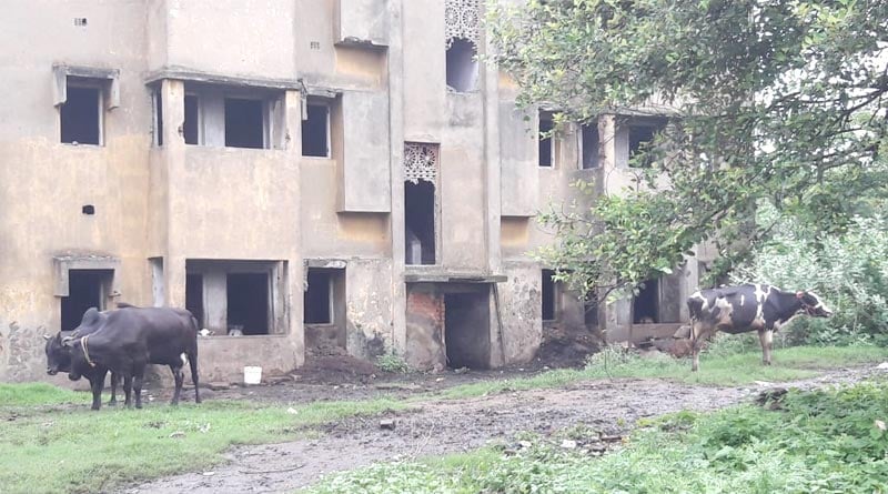 Cows take possession Indian Railways Flat । Sangbad Pratidin