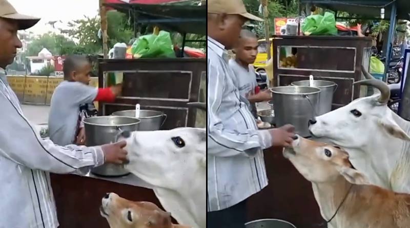A video of a cow and its calf enjoying golgappas is doing rounds on social media ।Sangbad Pratidin