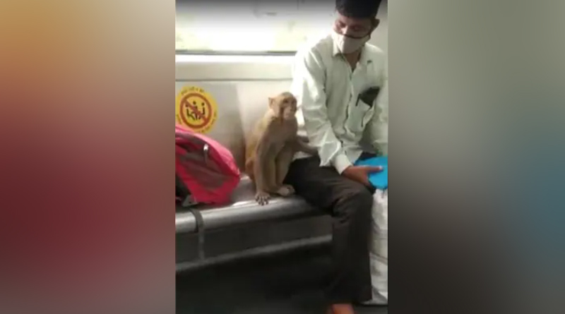On Camera, Monkey Travels With Delhi Metro Commuters: "No Harm Caused" | Sangbad Pratidin