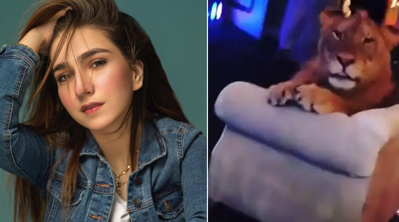 Pakistani influencer Susan Khan uses sedated lion as prop for birthday bash, netizens are furious | Sangbad Pratidin