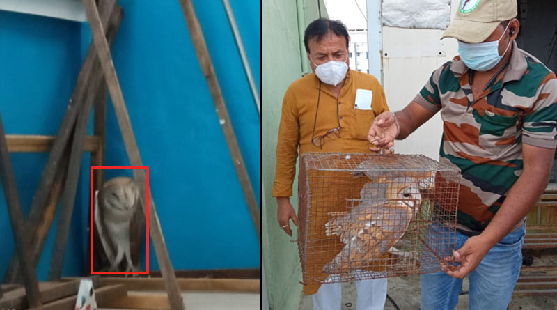 A wounded owl rescued from TMC Bhaban while reconstruction of the building | Sangbad Pratidin