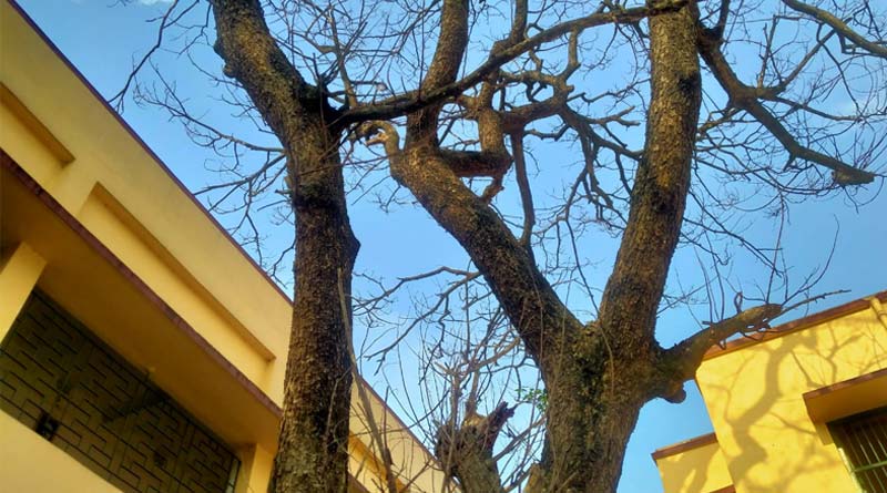 Bardhaman Teacher files complain for mysterious death of a tree । Sangbad Pratidin