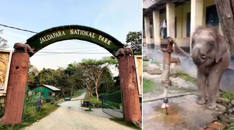 Baby elephant pumps tube well to drink water in viral video from Bengal's Jaldapara | Sangbad Pratidin