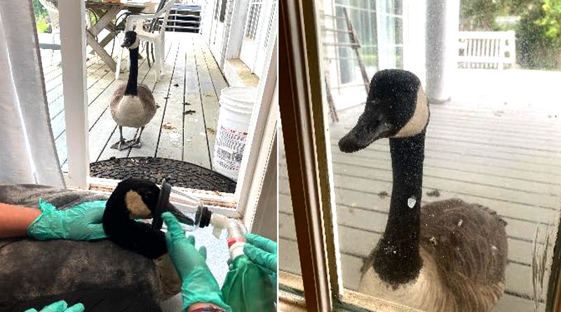 Wild Canadian Goose waits outside Cape Wildlife Center as mate recovers | Sangbad Pratidin