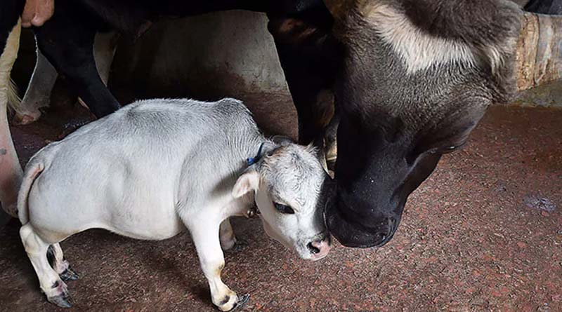 Thousands Flock To See 23-Month-Old Dwarf Cow In Bangladesh | Sangbad Pratidin