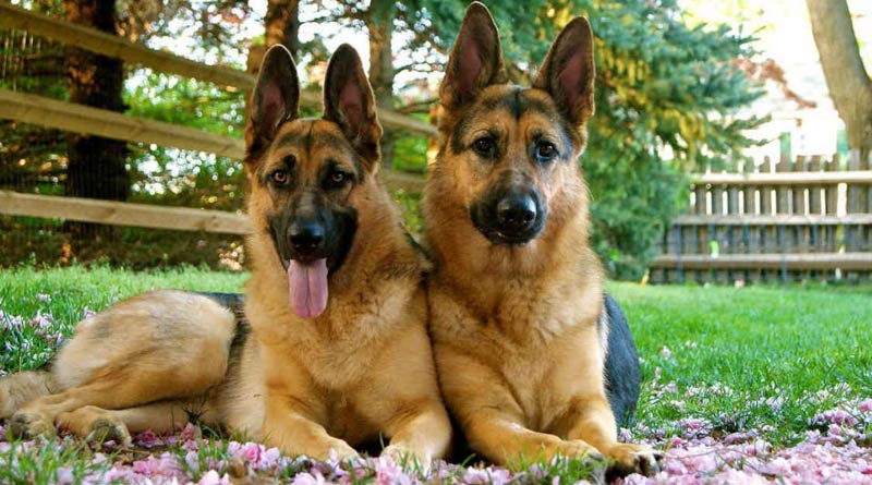 2 Pet Dogs Get ‘Death Sentence’ in Pakistan For Attacking Lawyer, Video Emerges | Sangbad Pratidin