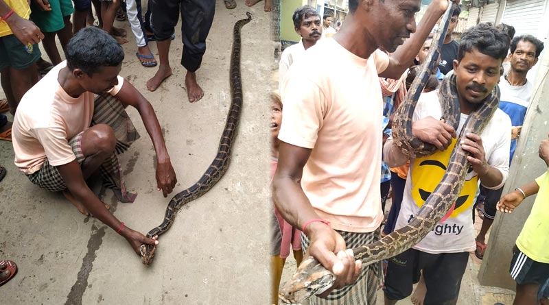 Python recovered from Purulia | Sangbad Pratidin