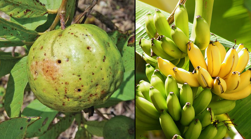 Here is how to keep flies off from fruits | Sangbad Pratidin