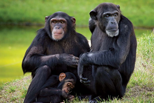 Chimpanzee 2