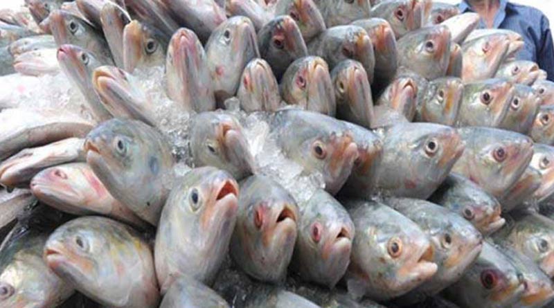 Bangladesh to export 2520 tonnes of Hilsa more ahead of Durga Puja | Sangbad Pratidin