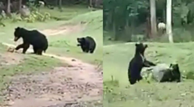 Two wild bears spotted running around and playing with a football in Odisha’s Nabarangpur, video goes viral। Sangbad Pratidin