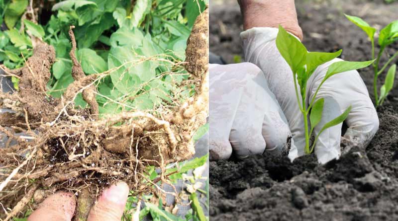 Know how to control worm infestation in agricultural field | Sangbad Pratidin