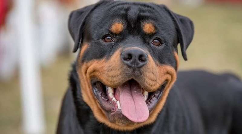 Accused of having physically intimate with Rottweiler dog, an Irish woman faces trial। Sangbad Pratidin