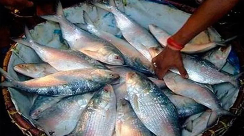 One Bangladeshi traller caught hilsa fishes more than 6 thousand | Sangbad Pratidin