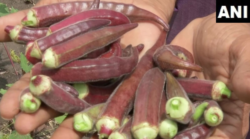 Bhopal based farmer grows red ladies finger in his garden । Sangbad Pratidin