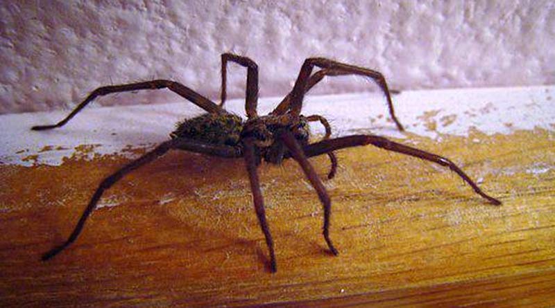 Woman screamed so loud on spotting spider, neighbour called police । Sangbad Pratidin