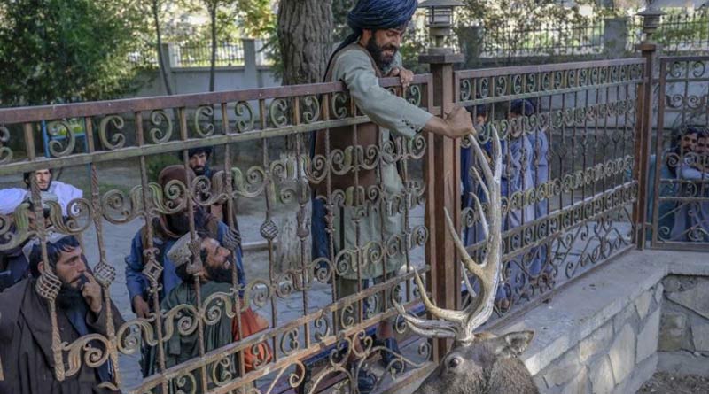 Taliban mingle with families and kids at Kabul Zoo। Sangbad Pratidin