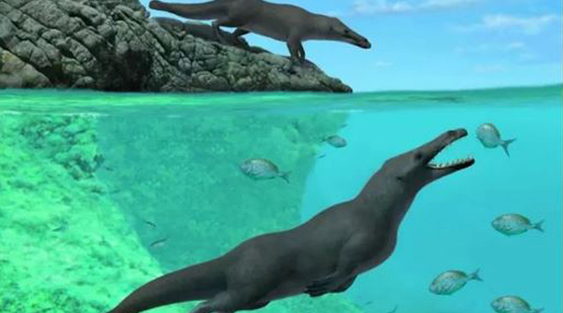 Whales used to walk on land, Egyptian researchers identify new fossils। Sangbad Pratidin