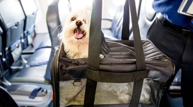 Man Spends Over Rs 2.5 Lakh to Book Entire Air India Business Class Cabin for his Pet Dog | Sangbad Pratidin