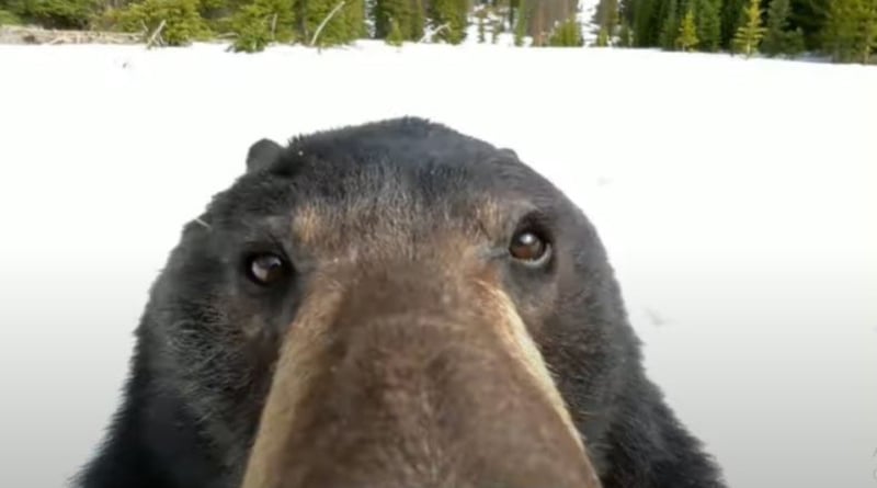 A bear gets curious after finding a GoPro camera in snow। Sangbad Pratidin