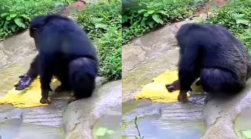 Chimpanzee washes clothes in desi style like humans। Sangbad Pratidin