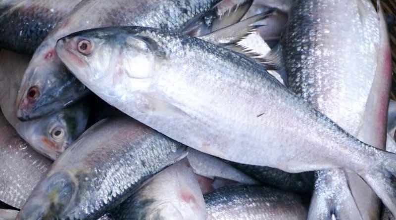 Bangladesh Hilsa