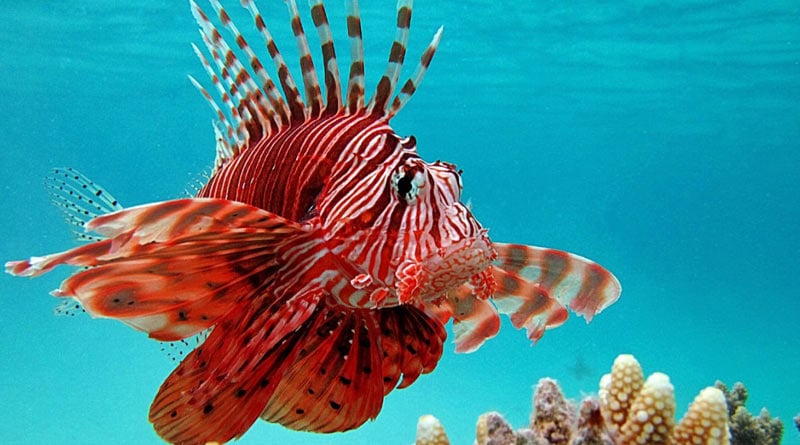 Man catches deadly 'lionfish' that can paralyse and kill humans। Sangbad Pratidin