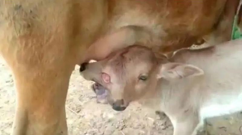 Calf born with 2 heads and 3 eyes on Navratri worshipped as Maa Durga’s avatar in Odisha। Sangbad Pratidin