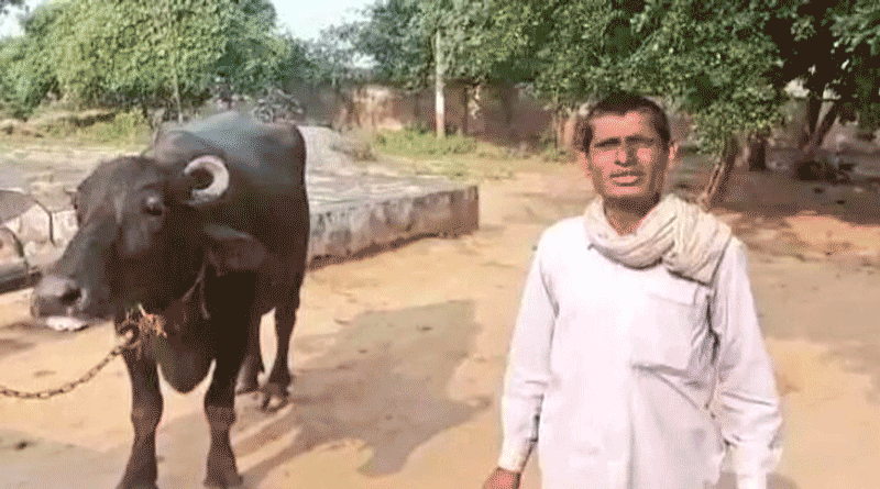 After Buffalo Refuses To Be Milked Madhya Pradesh Farmer Files Police Complaint| Sangbad Pratidin