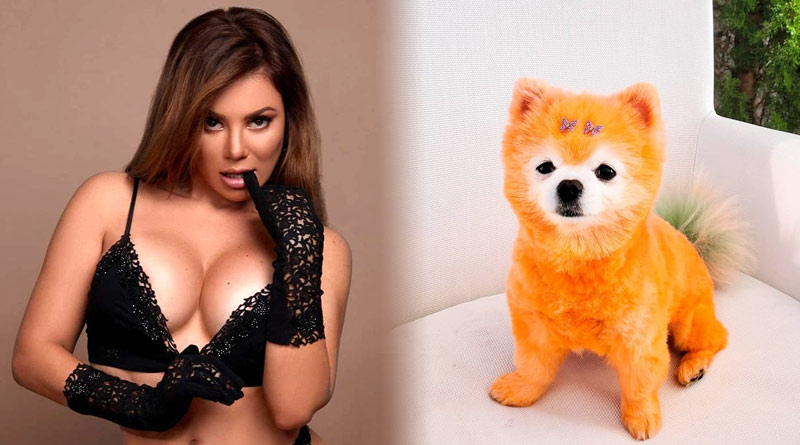 Model get slammed after she spends Rs 5 lakh to paint her dog's fur orange | Sangbad Pratidin