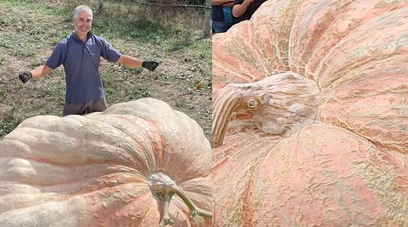 This huge Pumpkin weighs "about the same as 17.5 adult men"। Sangbad Pratidin