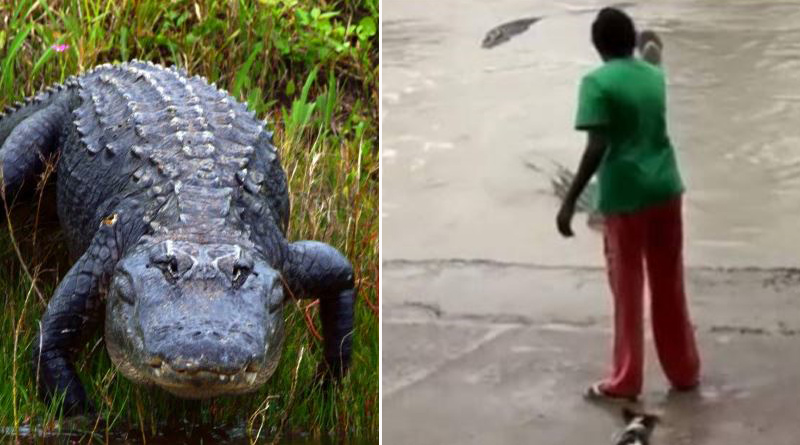 Woman scares off crocodile with her chappal | Sangbad Pratidin