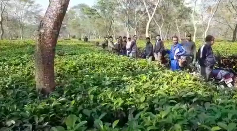 Bear sparks panic in Jalpaiguri Tea Estate