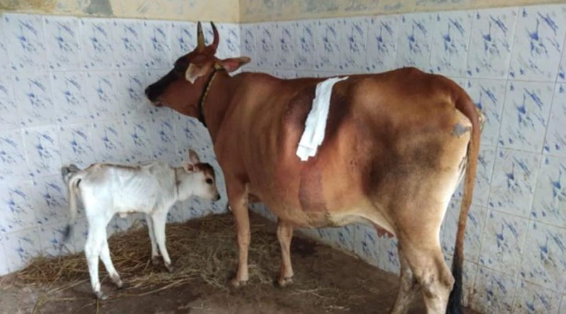 Karnataka Cow Swallows Gold Chain, Family Gets it after surgery | Sangbad Pratidin
