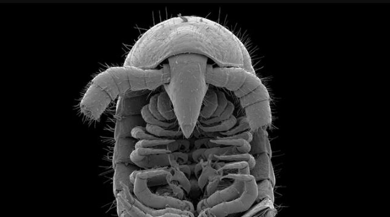 A creature with 1,306 legs discovered in Australia। Sangbad Pratidin