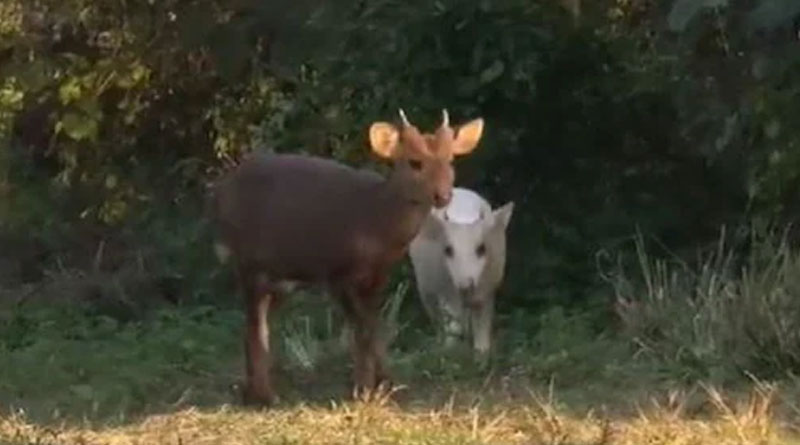 White albino hog deer spotted at kaziranga national park | Sangbad Pratidin