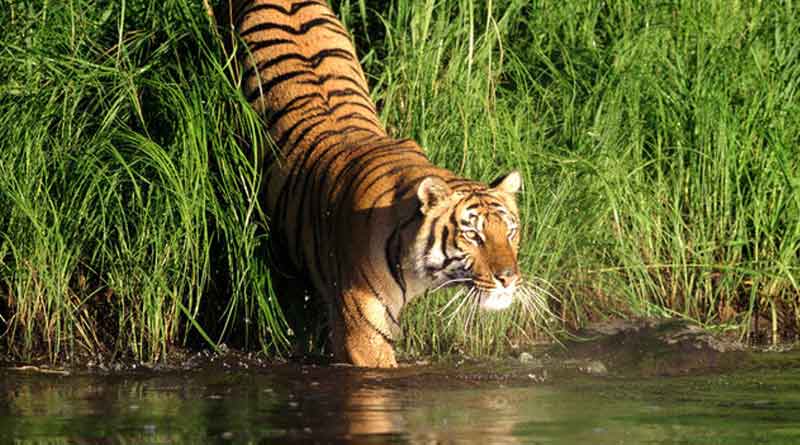 Royal-Bengal 1